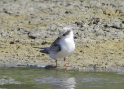 LEAST TERN (juv)