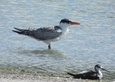 CASPIAN TERN (juv)