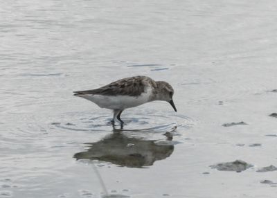 SEMIPALMATED SANDPIPER