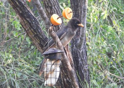 BROWN JAY