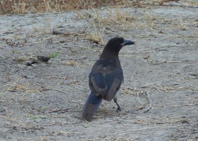 BROWN JAY