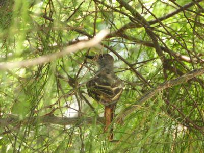 BROWN-CRESTED FLYCATCHER