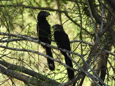 GROOVE-BILLED ANI (pair)