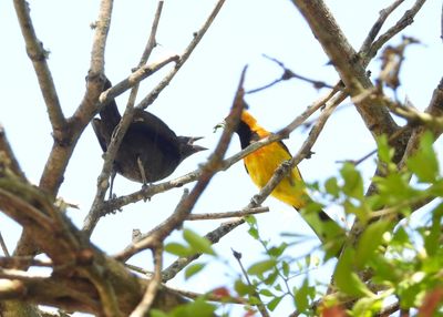 HOODED ORIOLE (adult feeding cowbird)