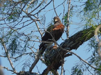 HARRIS'S HAWK