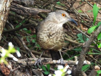 CURVE-BILLED THRASHER