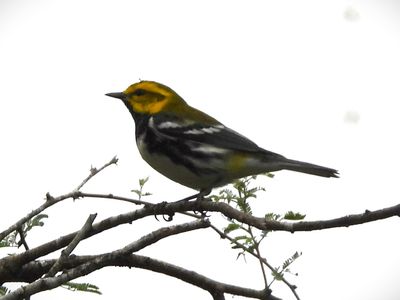 BLACK-THROATED GREEN WARBLER