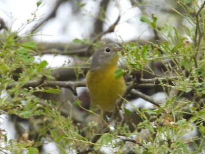 NASHVILLE WARBLER
