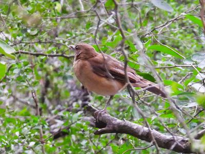 CLAY-COLORED THRUSH