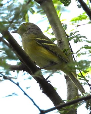 WHITE-EYED VIREO