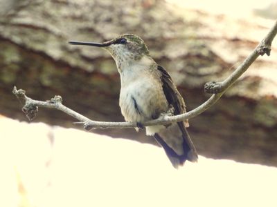 RUBY-THROATED HUMMINGBIRD (female)
