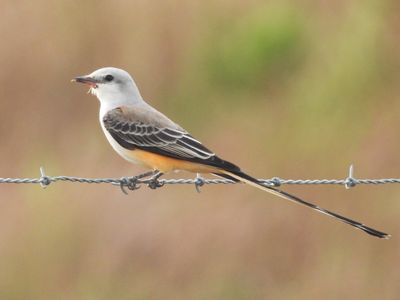 NEW WORLD FLYCATCHERS