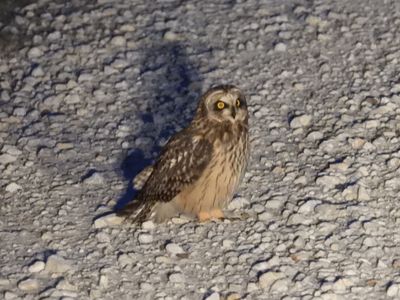 SHORT-EARED OWL