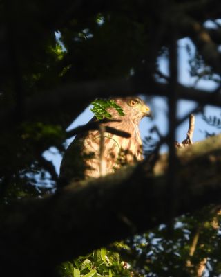 ROADSIDE HAWK 