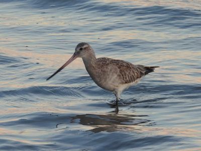 BAR-TAILED GODWIT