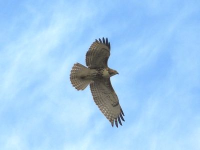 RED-TAILED HAWK (immature)