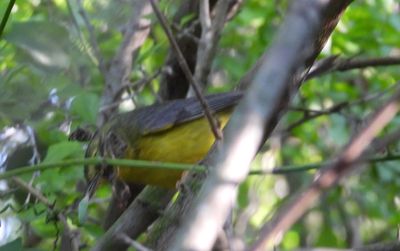 GOLDEN-CROWNED WARBLER