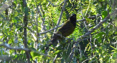 TANAGERS