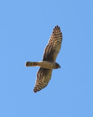 NORTHERN HARRIER (female)