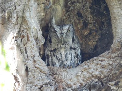 EASTERN SCREECH-OWL (McCall's)