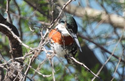 GREEN KINGFISHER