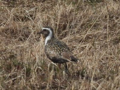 AMERICAN GOLDEN-PLOVER (alternate female)