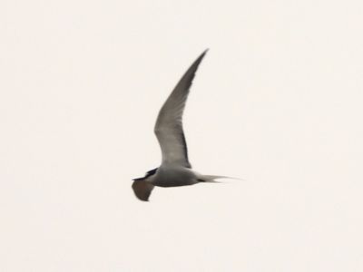 ALEUTIAN TERN