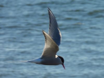 ARCTIC TERN (alternate)