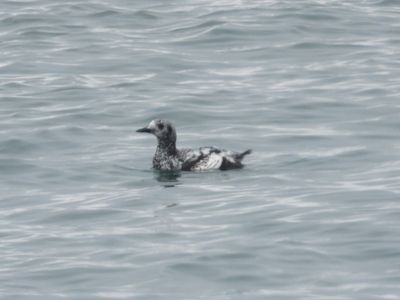 BLACK GUILLEMOT