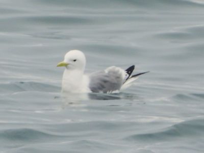 BLACK-LEGGED KITTIWAKE (alternate female)