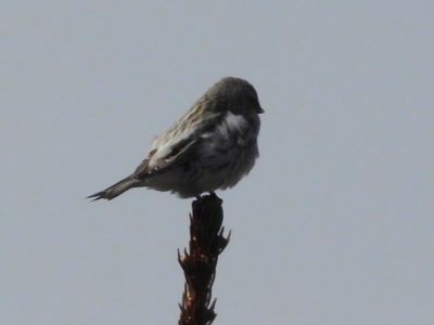 COMMON REDPOLL (female)
