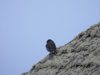 DARK-EYED JUNCO (Cassiar, female)