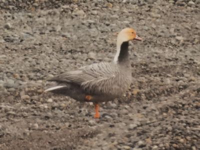 EMPEROR GOOSE
