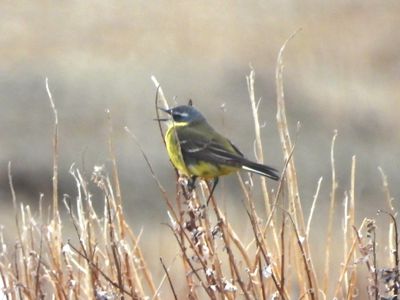 PIPITS
