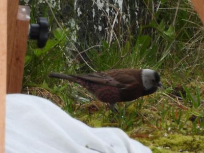 GRAY-CROWNED ROSY-FINCH (Aleutian)
