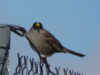 GOLDEN-CROWNED SPARROW (alternate)