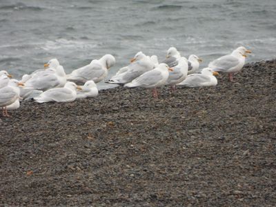 GLAUCOUS GULL