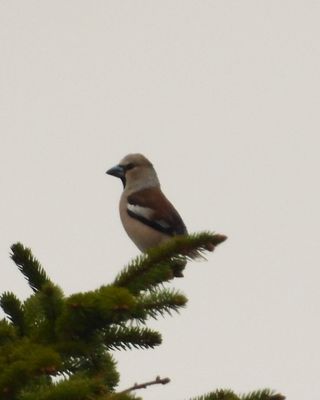 HAWFINCH