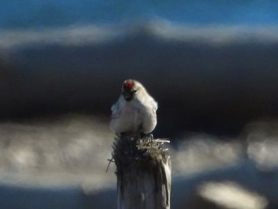 HOARY REDPOLL (male)