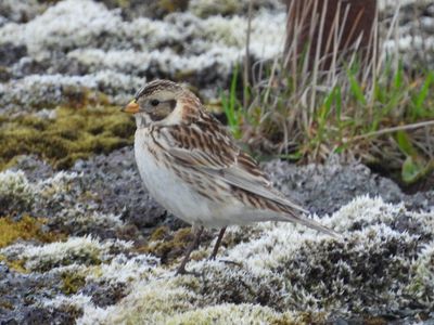 LAPLAND LONGSPUR (alternate, female)