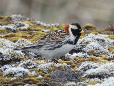 NEW WORLD SPARROWS