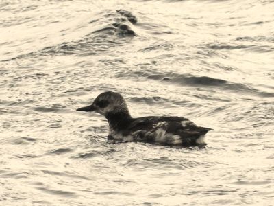 PIGEON GUILLEMOT (molting to alternate)