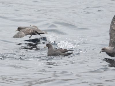 NORTHERN FULMAR (dark morph)