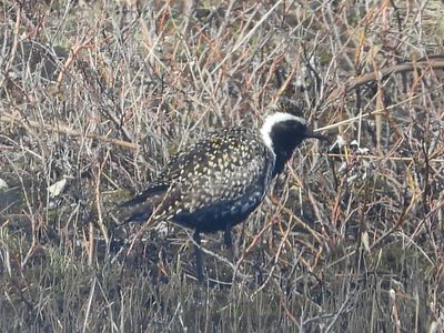 PACIFIC GOLDEN-PLOVER (alternate, male)