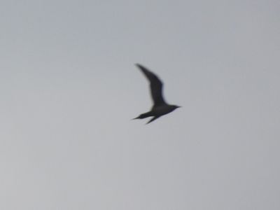 PARASITIC JAEGER (alternate, dark morph)