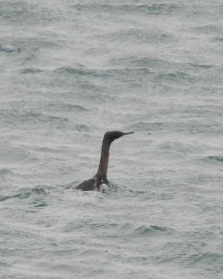 PELAGIC CORMORANT (basic)