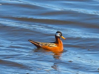 RED PHALAROPE (alternate, female)
