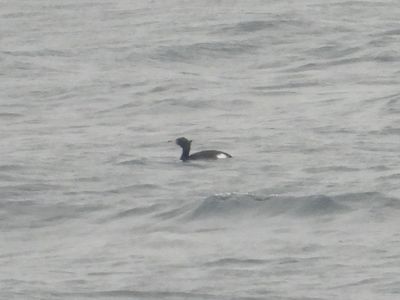 RED-FACED CORMORANT (molting to basic)