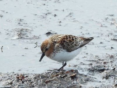 RED-NECKED STINT (alternate)