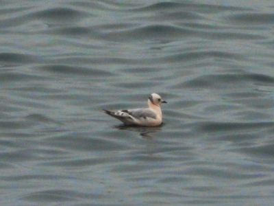 ROSS'S GULL (alternate, immature)